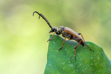 Red-brown Longhorn Beetle - Corymbia rubra