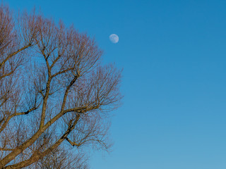 Der Vollmond scheint am tag hinter kahlen Ästen