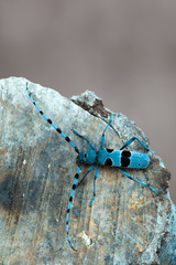 Rosalia alpina - Longhorn beetle - Rosalia longicorn