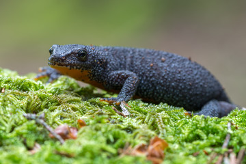 Obraz premium Alpine newt - Ichthyosaura (Triturus) alpestris