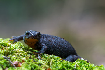 Alpine newt - Ichthyosaura (Triturus) alpestris