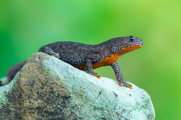 Alpine newt - Ichthyosaura (Triturus) alpestris