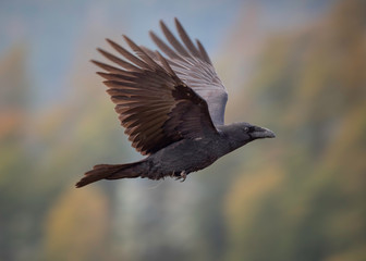 The common raven (Corvus corax) in flight