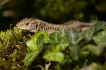Sand lizard (Lacerta agilis) basking on wall, Swiss alpine village of Berschis