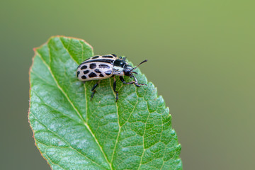Spotted willow leaf beetle - Chrysomela vigintipunctata
