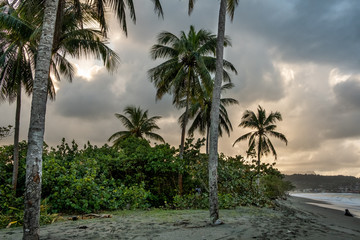 Tropical beach with coconut palms in the Caribbean