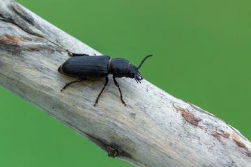 a longhorn beetle - Spondylis buprestoides