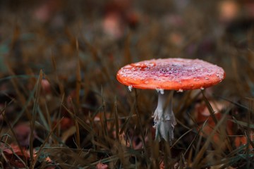 Mushroom in autumn