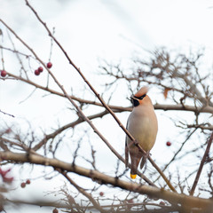 The Bohemian waxwing (Bombycilla garrulus) is a bird of the Bombycillidae family. Bohemian waxwing is fed with red berries in winter