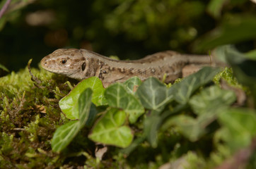 Sand lizard (Lacerta agilis) basking on wall, Swiss alpine village of Berschis