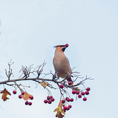 The Bohemian waxwing (Bombycilla garrulus) is a bird of the Bombycillidae family. Bohemian waxwing is fed with red berries in winter