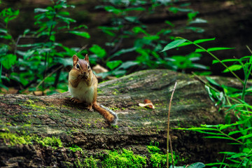 Chipmunk Eating ona Fallen Log