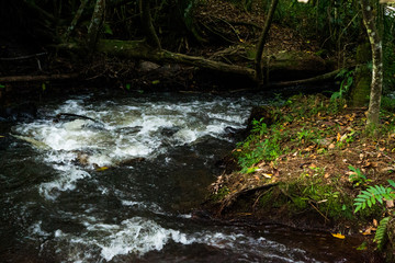 stream in forest