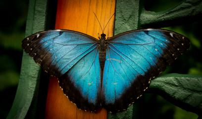 blue butterfly - Powered by Adobe