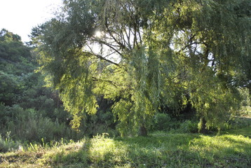 Fototapeta premium trees in forest