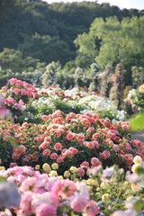 Fototapeta na wymiar Keisei Rose Garden, Chiba, Japan