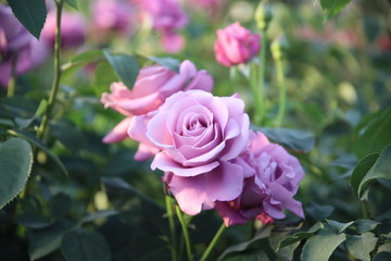 Keisei Rose Garden, Chiba, Japan