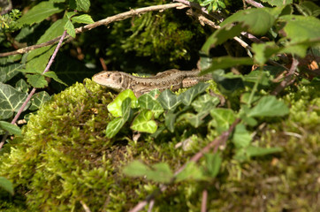 Sand lizard (Lacerta agilis) basking on wall, Swiss alpine village of Berschis