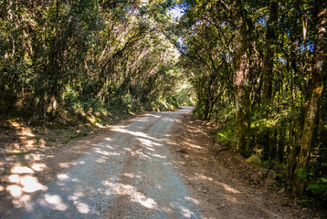 Obraz premium road in the forest