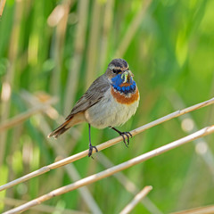 The bluethroat (Luscinia svecica) is a small passerine bird family  Muscicapidae.