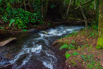 stream in forest