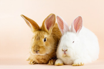 two small fluffy rabbits on a pastel pink background . Concept for Easter. Easter hare close-up.