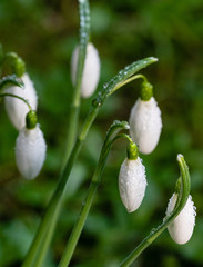 The first spring flowers are white, mild snowdrops (Galanthus nivalis) in the garden. Water drops on the soft flowers. Natural growth conditions.