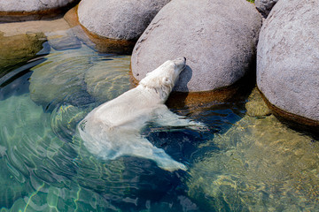 Obraz premium Polar Bear