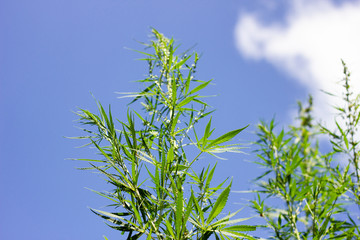 Fototapeta na wymiar cannabis bushes against a blue sky with a place for the inscription, an alternative to modern medicine. Illegal cultivation of marijuana.