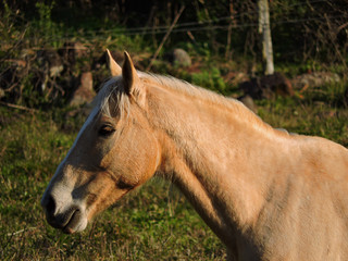 Fototapeta premium portrait of a horse