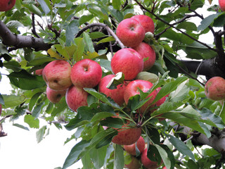 red apples on tree