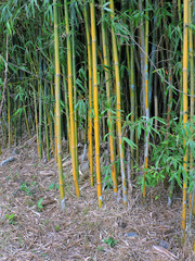 Fototapeta premium reeds in pond