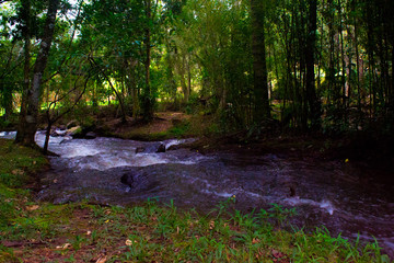 morning in the forest