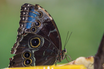 Obraz na płótnie Canvas butterfly garden, Dubai