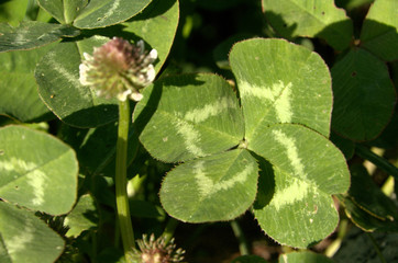 Four-leaved  clover in meadow in Flums, Swiss Alps
