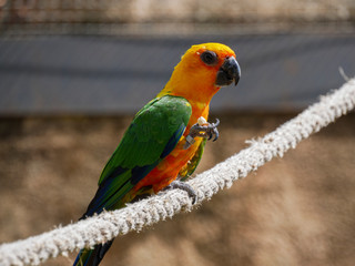 Jandaya parakeet or parrot in captivity standing over a rope.