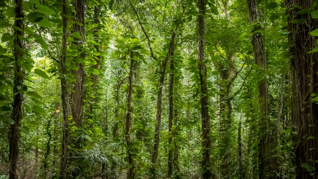 Vertical trees with dense leaves in the middle of the jungle, horizontal and vertical jungle pattern