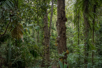 Dense old tropical rainforest in wildlife sanctuary of Kandy, Sri Lanka