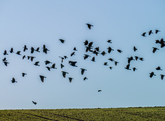 Krähen suchen nach Nahrung auf dem Feld im Winter