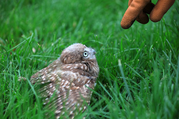 Owl Juvenile in the wild, close-up photos