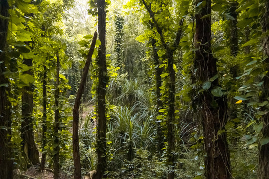 Beautiful sunflare lighting dark and dense rainforest, environmental fantasy background © DarwelShots