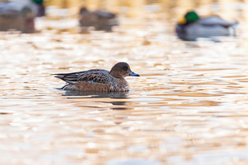 The Eurasian wigeon, also known as widgeon (Mareca penelope)