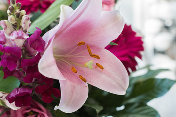 Pink flowers