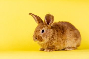 little fluffy red easter bunny on a yellow background, Easter bunny with place for write.