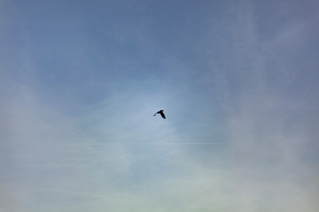 Raven is flying through the sky. Black bird in flight. Minimalism style.
