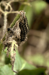Caterpillars of small tortoiseshell butterfly on nettles
