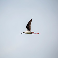  Вlack-winged stilt (Himantopus himantopus) in flight. The black-winged stilt (Himantopus himantopus) is a bird of the family Recurvirostridae.