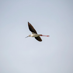 Вlack-winged stilt (Himantopus himantopus) in flight. The black-winged stilt (Himantopus himantopus) is a bird of the family Recurvirostridae.