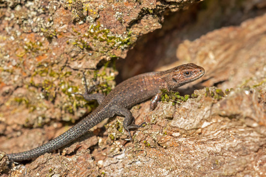 Closeup of alert lizard (Zootoca vivipara). The viviparous lizard, Zootoca vivipara (formerly Lacerta vivipara), is a Eurasian lizard.