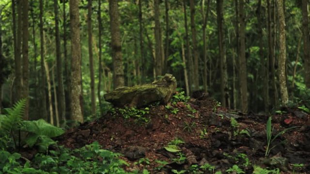 Bosque tropical